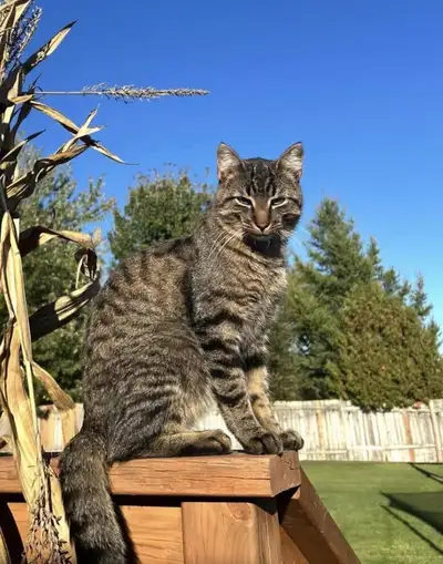 cat for sale, View more