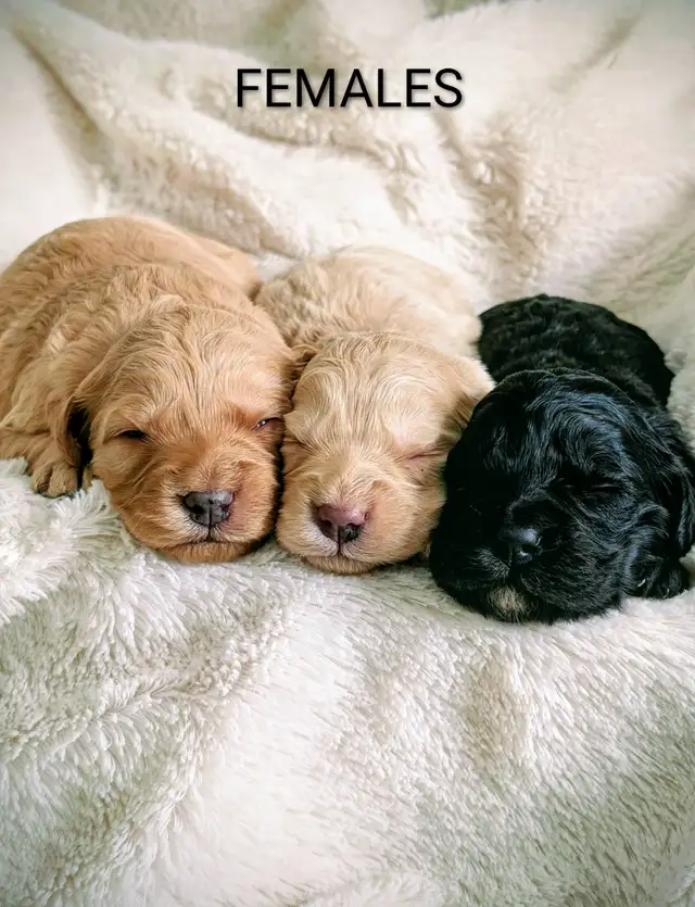 F1 MINATURE GOLDENDOODLE PUPPIES in Dogs & Puppies for Rehoming in Winnipeg - Image 6