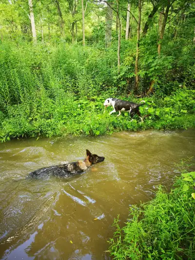 Dog Walking St catharines, View more
