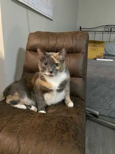 Hi my name is Chula.I am looking for my fur-ever home! I love to cuddle and play hide and go seek an...