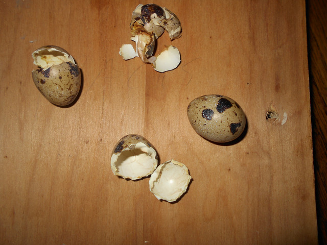 Fertile Quail Eggs Jumbo Coturnix / Œufs de Caille Fertiles dans Animaux de ferme  à Ville de Montréal - Image 3