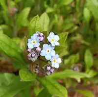 Forget-me-not plants