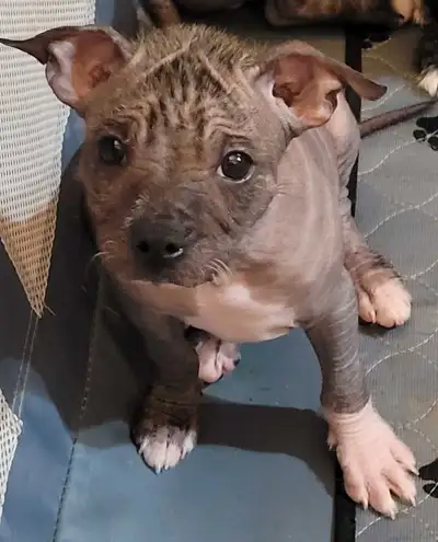 Cute Crested Hairless X Boston Terrier pups, View more