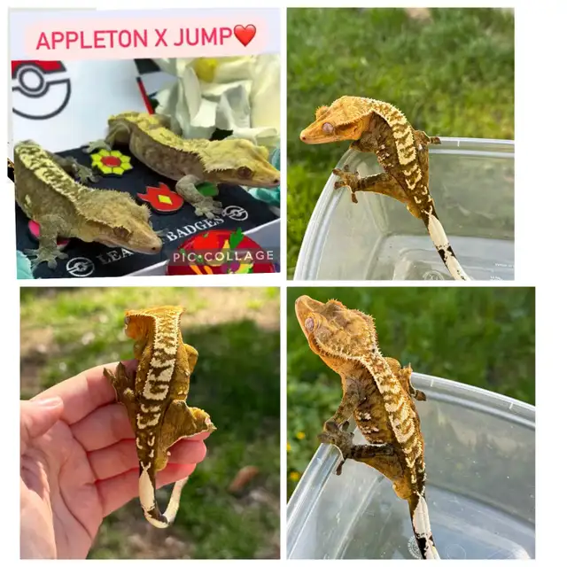 adulte mâle gecko à crête in Reptiles & Amphibians for Rehoming in Laurentides - Image 2