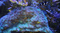 Saltwater Coral - Frogspawn and Duncan