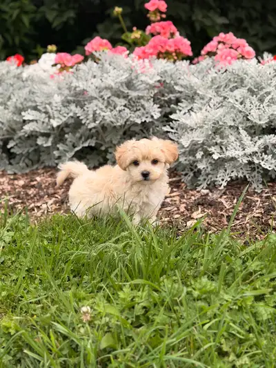 Maltipoo puppies F1, View more