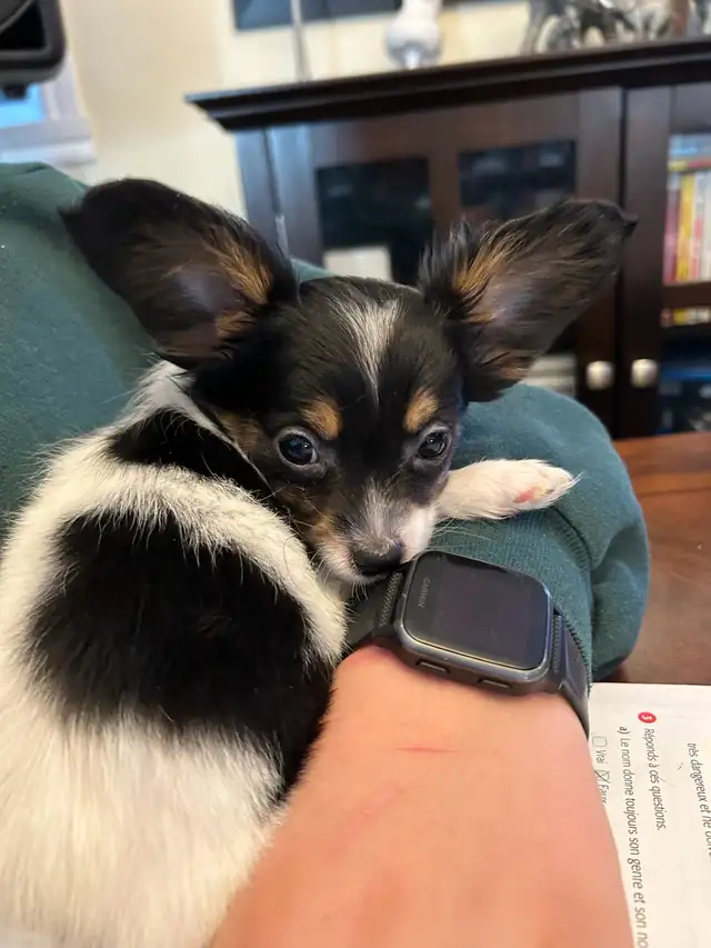 Femelle Chihuahua poil long papillon 4lbs in Dogs & Puppies for Rehoming in Laval / North Shore - Image 3