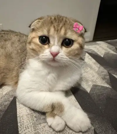 Female Scottish Fold Cat Looking for a Loving Forever Home, View more