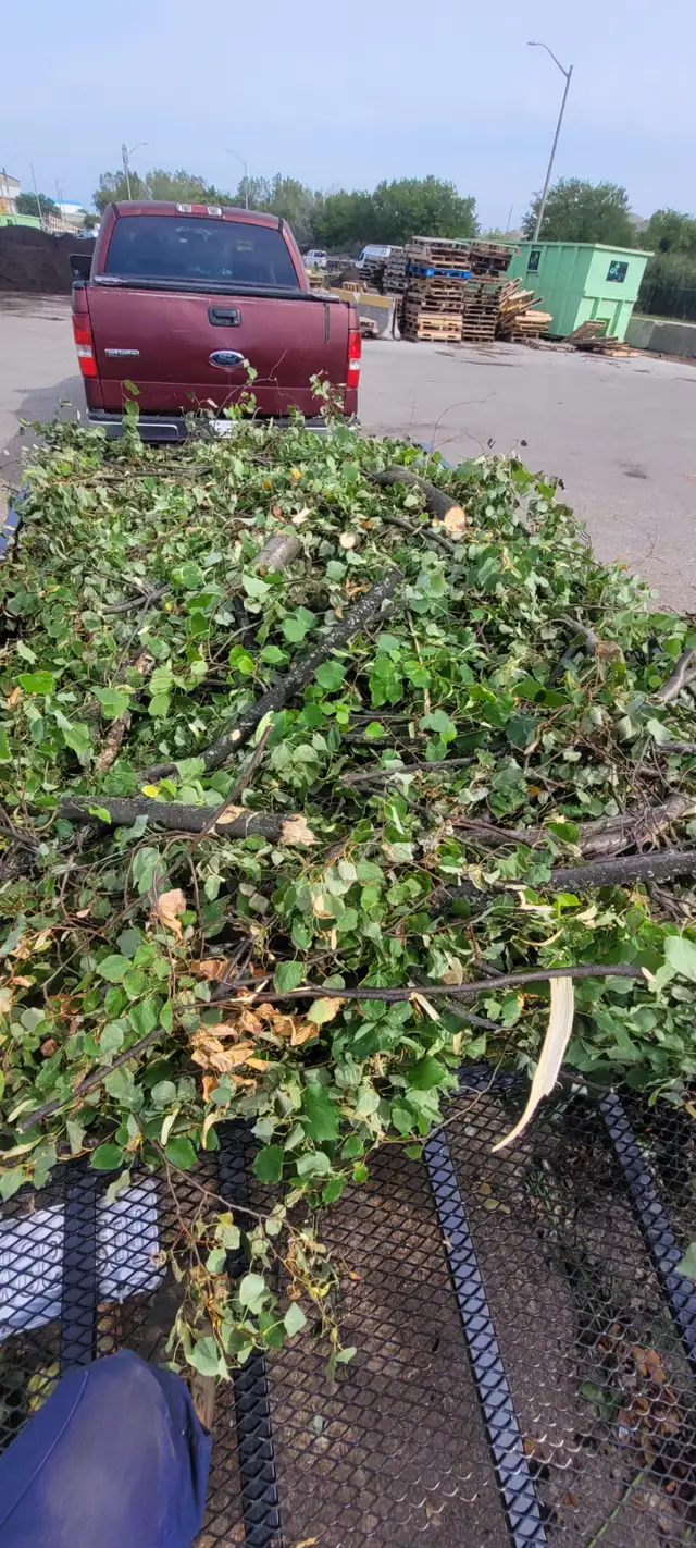 Tree trimming and Removal579217605777827843