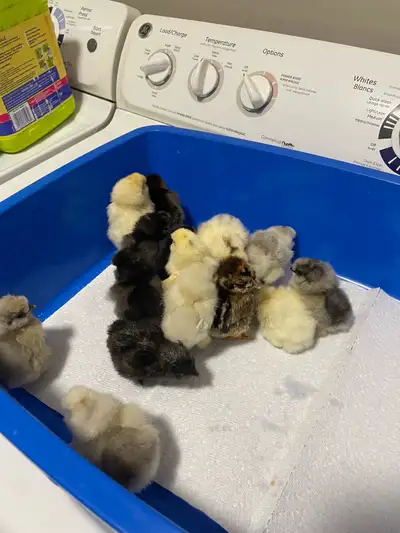  Barnyard mix, chicks, and silky, View more