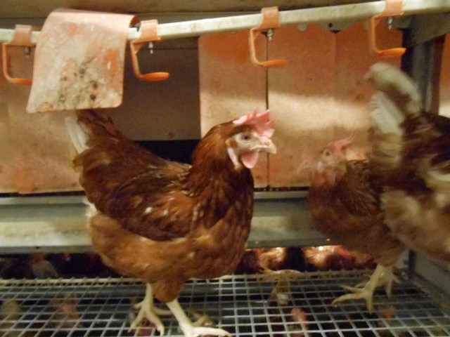 Free Range Laying Hens for Sale!! Please Read in Livestock in Medicine Hat - Image 2