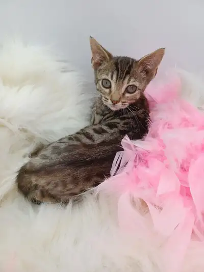 BENGAL BABIES, View more