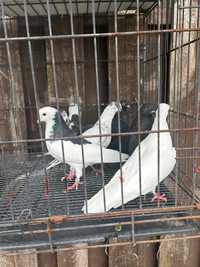  Pigeon for rehoming