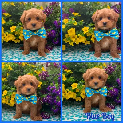 Gorgeous Nonshedding Red Havapoo Baby Boys!!, View more