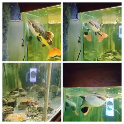 large fish tank 200 gallon ish STARPHIRE glass, View more