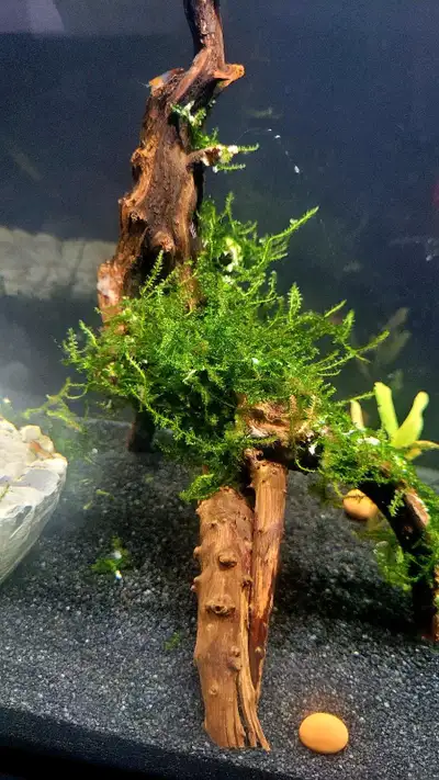 Aquarium Christmas Moss, View more