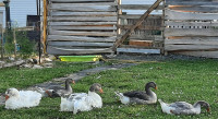 Goose geese gander