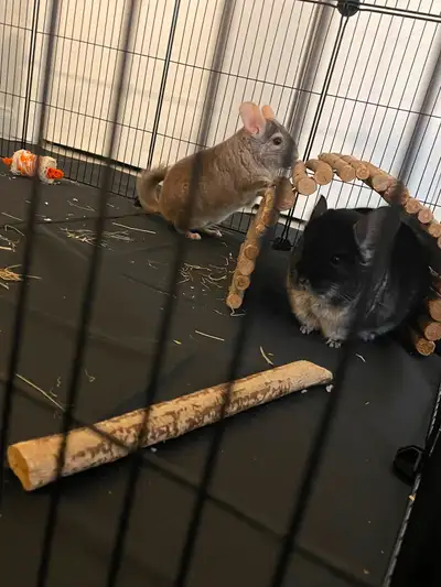 2 chinchilla mâle d'environ 4 ans à vendre vien avec cage, enclos et tout ce que j'ai pour eux