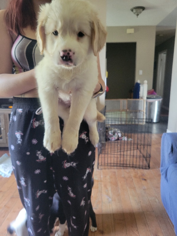 Puppies for Rehoming Dogs & Puppies for Rehoming Petawawa Kijiji