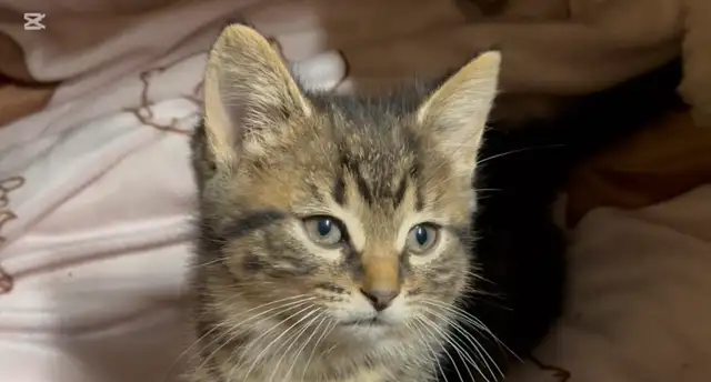 Chatons sans race spécifique in Cats & Kittens for Rehoming in Laurentides - Image 5