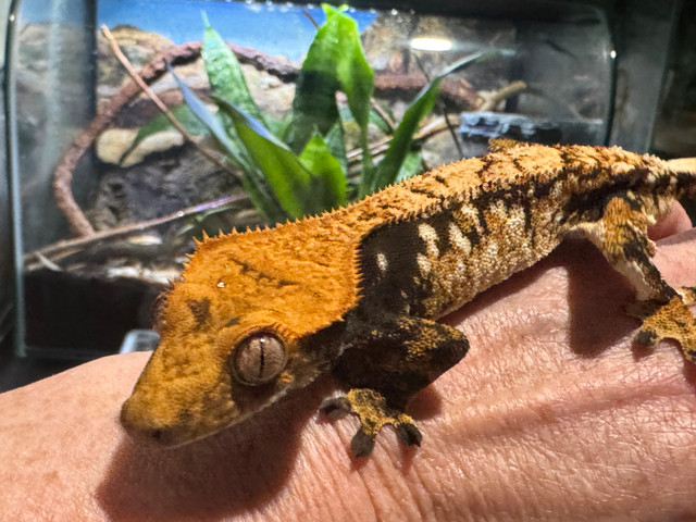 male crested gecko in Reptiles & Amphibians for Rehoming in Edmonton - Image 3