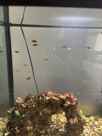 Platy fish for sale for cheap