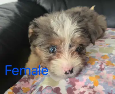 We have a gorgeous litter of Havanese/australian shepherd puppies. 8 available. 4 female and 4 males...