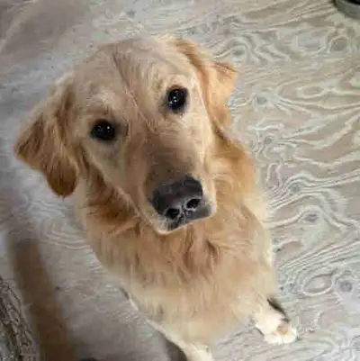 Puppies for Sale, View more