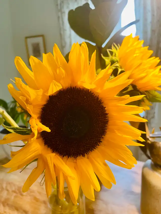 Recherche logement 4 1/2 pour juillet 2026