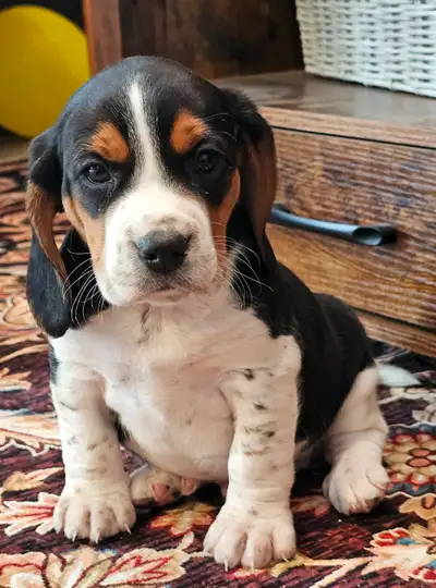 Lemon, Chocolate, Red Beagle puppies for mid July/August, View more
