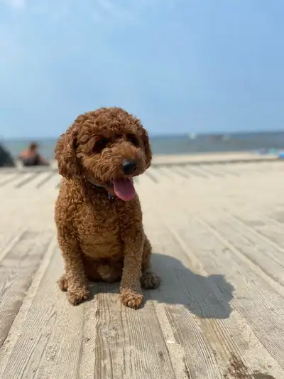 CKC MINI & TOY POODLES, View more