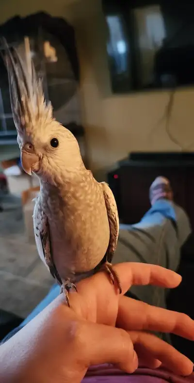 Femelle cockatiel white face perlé équipé, View more