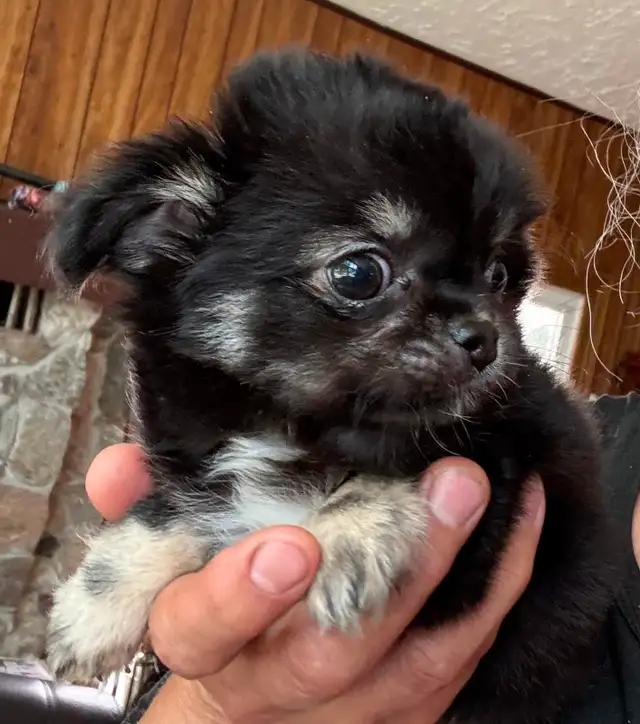 Cobby Body and Apple Head Chihuahua puppies SH and LH in Dogs & Puppies for Rehoming in Brantford - Image 7