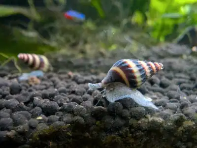 Assassin Snail, View more