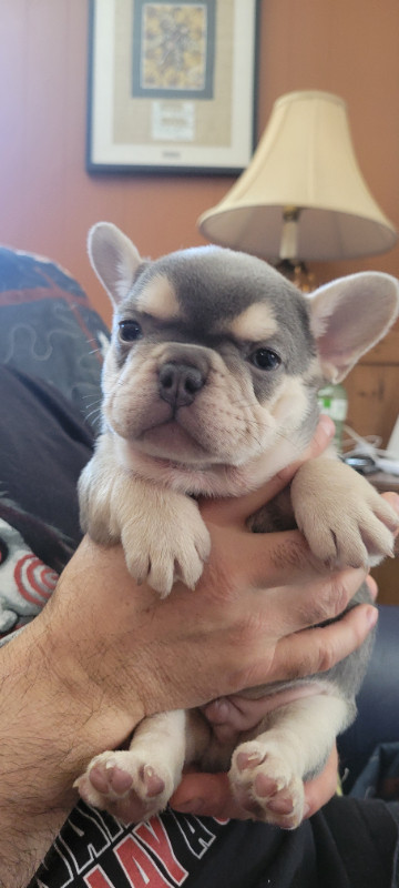 FRENCH BULLDOG PUPPIES in Dogs & Puppies for Rehoming in North Bay - Image 4