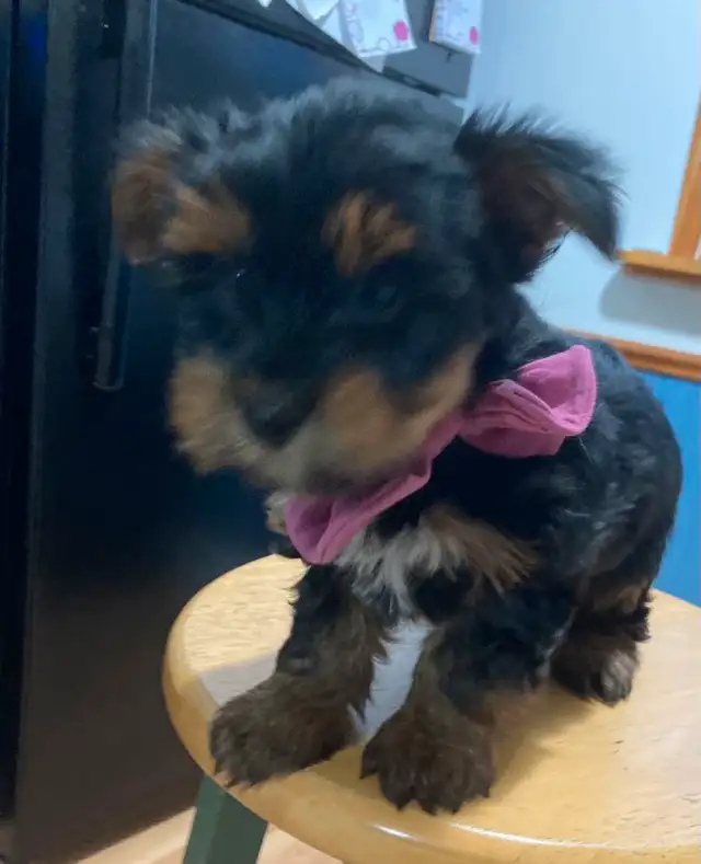 Miniature Purebred Yorkshire Terrier Puppy - Male - Vaccinated in Dogs & Puppies for Rehoming in Cambridge - Image 2