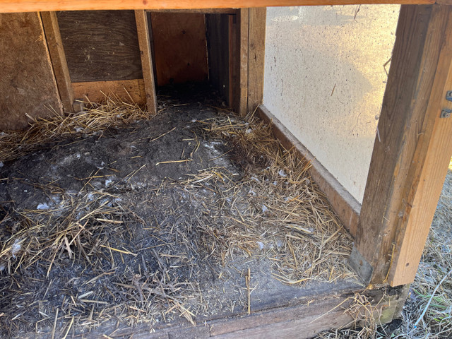 Chicken Coop or bunny house in Equestrian & Livestock Accessories in North Bay - Image 4