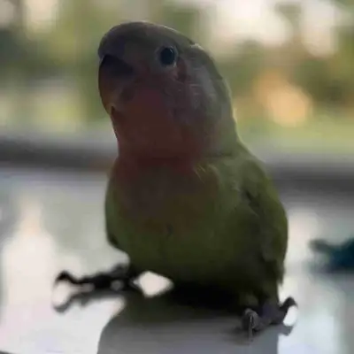 TAMED 7 WEEK OLD BABY LOVEBIRD UP FOR ADOPTION!, View more