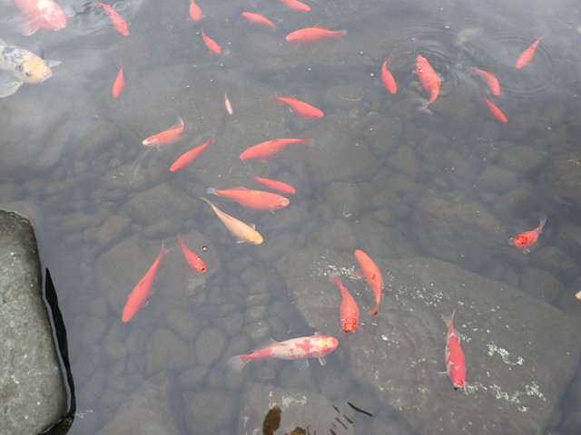 KOI FISH in Fish for Rehoming in Campbell River - Image 2