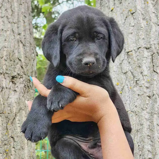 Labrador Retriever in Dogs & Puppies for Rehoming in Red Deer - Image 2