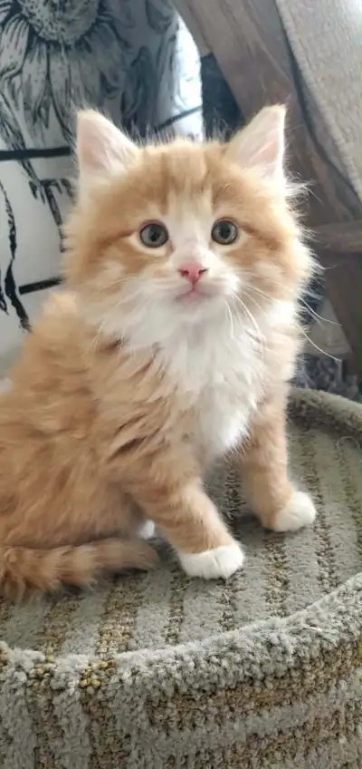 Persian Ragdoll Kittens, View more