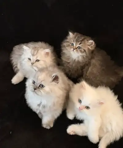 Persan prêt a partir! (Blanc, Brown Tabby et Silver Shaded), View more