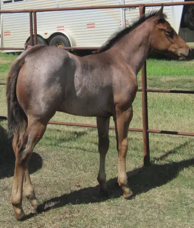 ROAN quarter horses for sale, View more