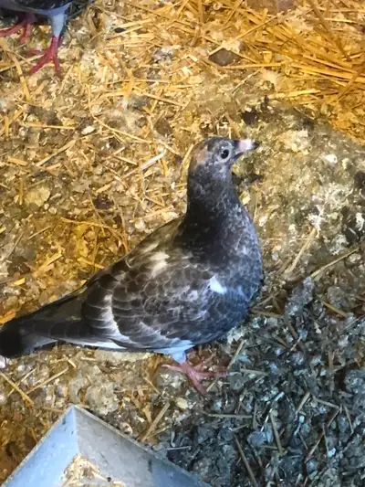 Pigeons for rehoming, View more