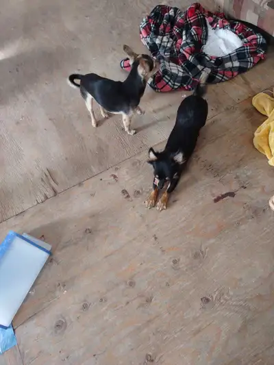 500$ pour le Couple adultes de chihuahua, View more