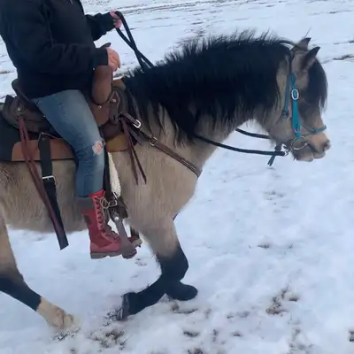 welsh stallion service, View more