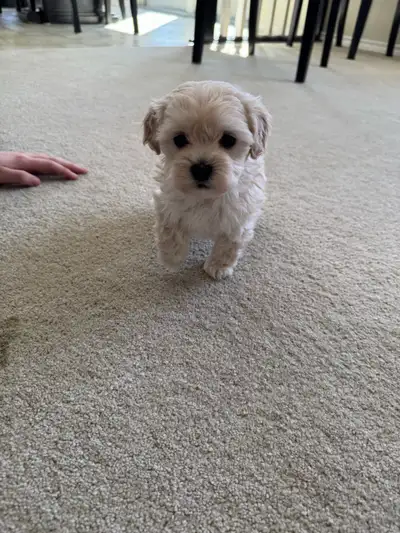 maltipoo puppies, View more