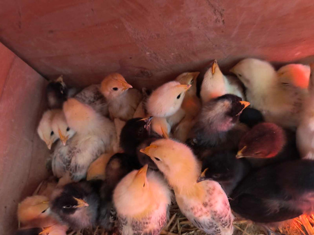 Chicks for sale  in Other in Oakville / Halton Region