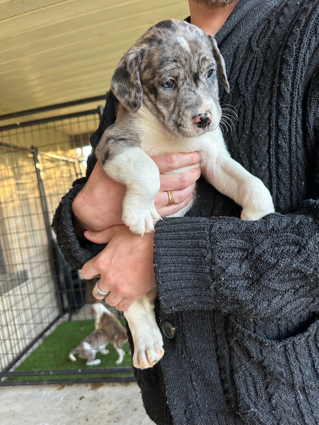 Puppies - Bullmastiff / Miniature Australian Shepard in Dogs & Puppies for Rehoming in Sarnia