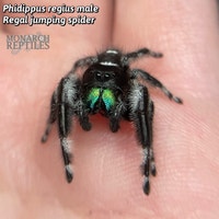 JUMPING SPIDER / PHIDIPPUS West Island Greater Montréal Preview